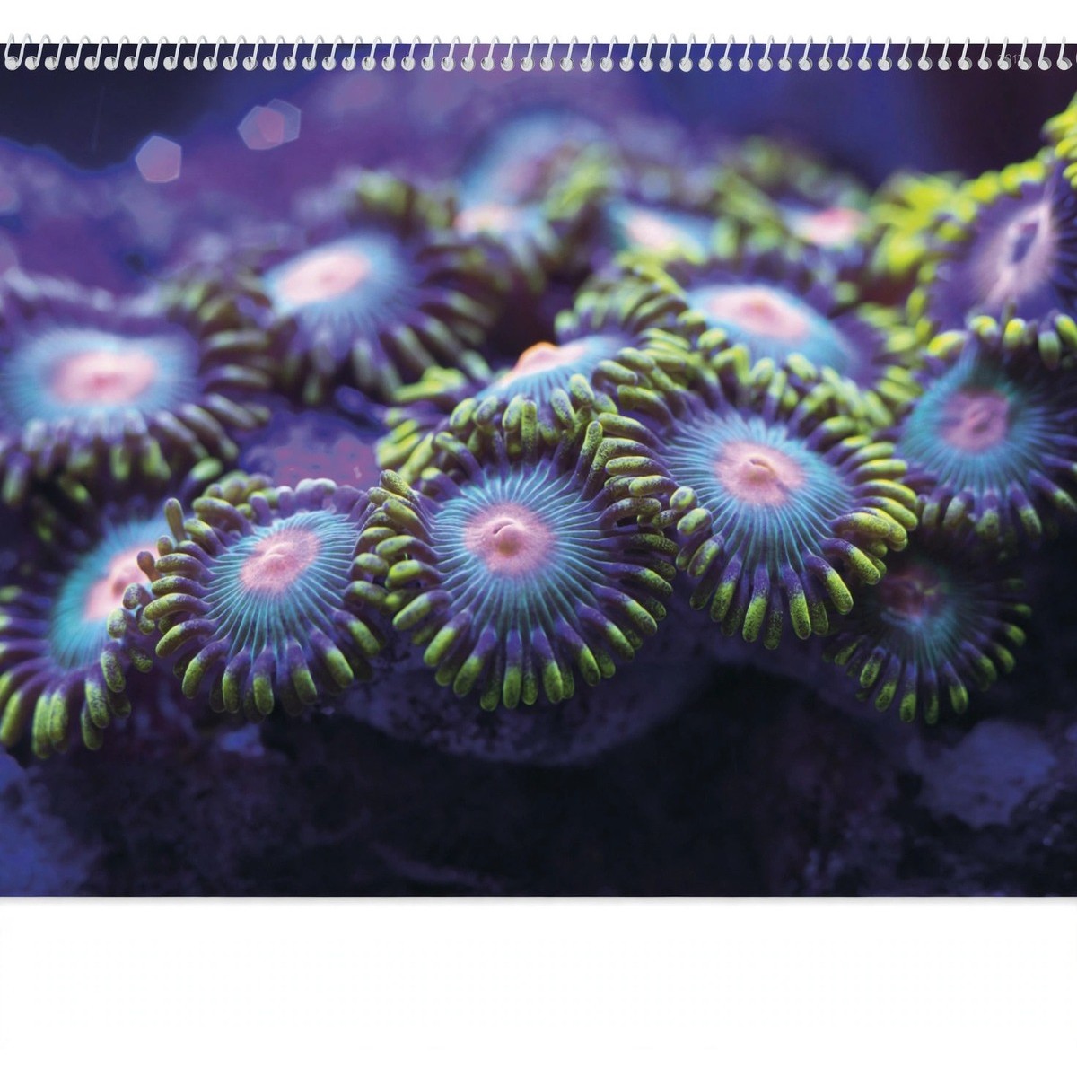 Underwater Sea Life Spiral Wall Calendar